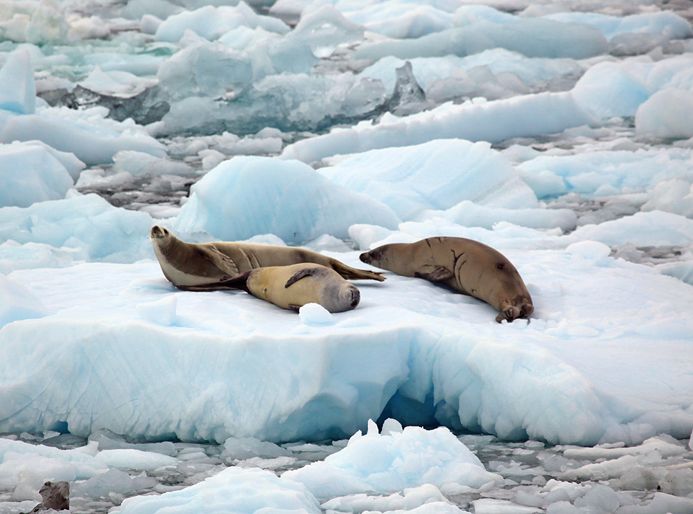 How are seals adapted to their environment?